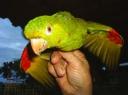 parrot1.jpg